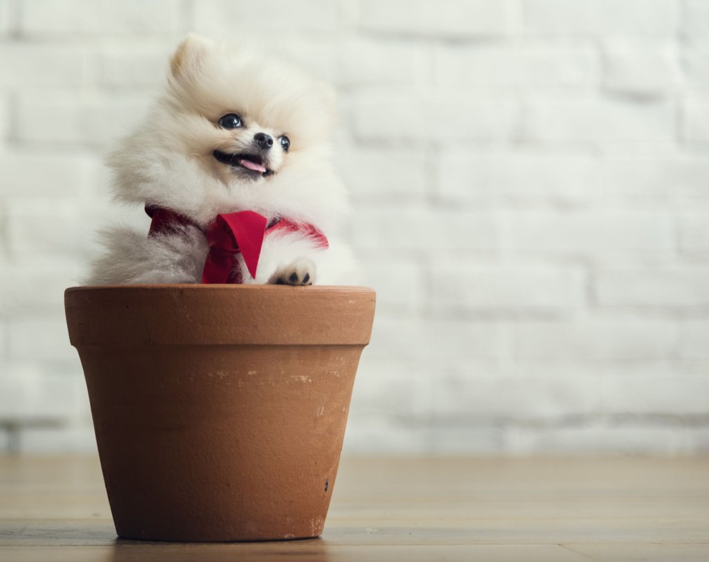 dog-canine-animal-mammal-pet-puppy2.jpg dog-canine-animal-mammal-pet-puppy2.jpg